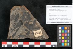 Foto (Objekt + Etikett) von Taeniopteris lomariopsis Ettingshausen (NHMW-GEO-2024-0188-10323)